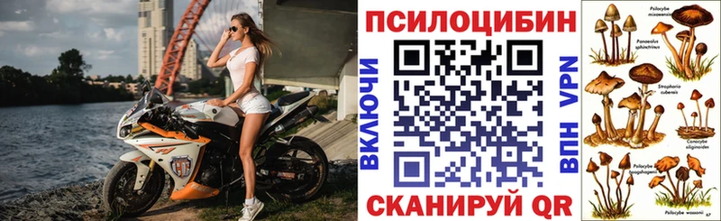как найти наркотики  Суворов  Галлюциногенные грибы Psilocybine cubensis 